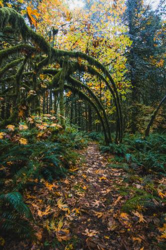 Trail Of The Fallen Giants