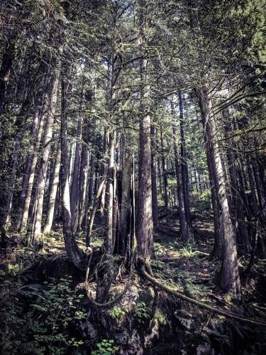 Lynn Canyon Park - The Forest