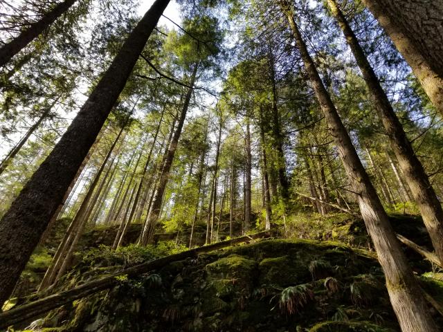 Buntzen Lake Trail