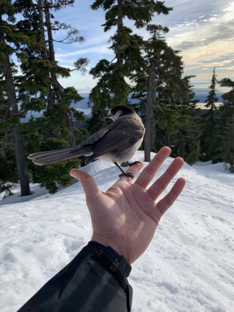 Hollyburn Peak Trail