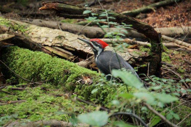 Pacific Spirit Park