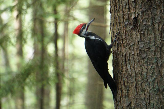 Pacific Spirit Park