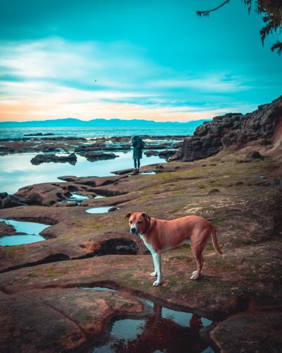 Juan De Fuca Marine Trail And Botanical Beach Loop Trail