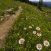 Heather Trail