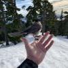 Hollyburn Peak Trail