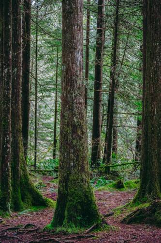 Viewpoint Trail