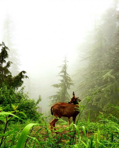 Grouse Grind