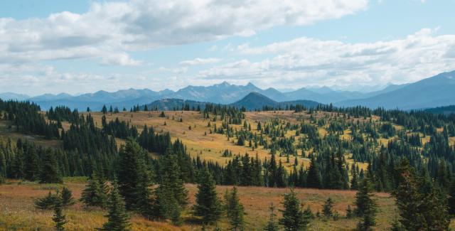 Alpine Meadows