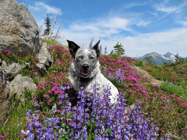 Hozomeen Ridge