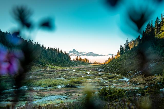 Brandywine Meadows