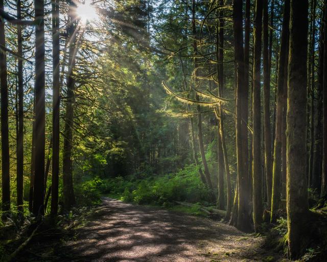 Lower Falls Trail