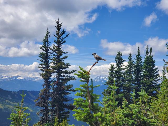 Alpine Loop Trail