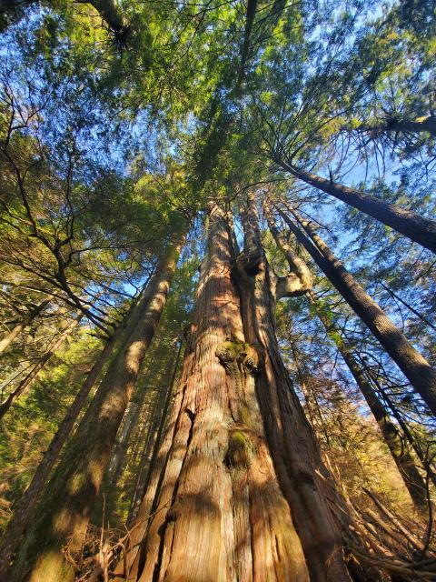 Big Cedar And Kennedy Falls