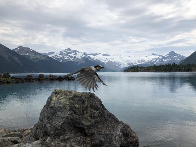 Garibaldi Lake