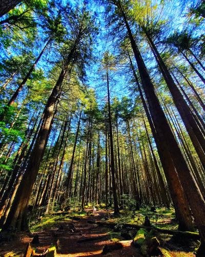 Lower Seymour Conservation