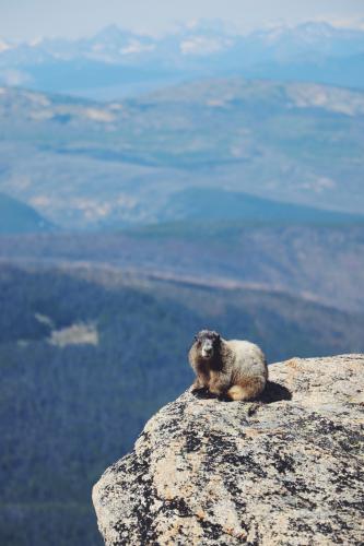 The Rim Trail