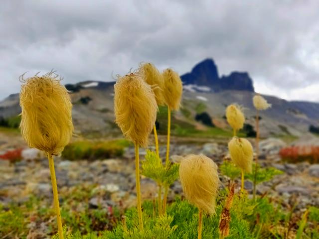 Panorama Ridge