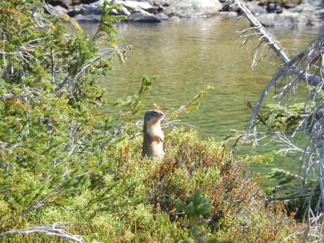 Drinnon Pass/Gwillim Lakes Trail