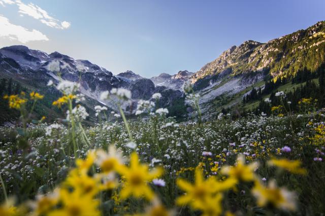 Brandywine Meadows