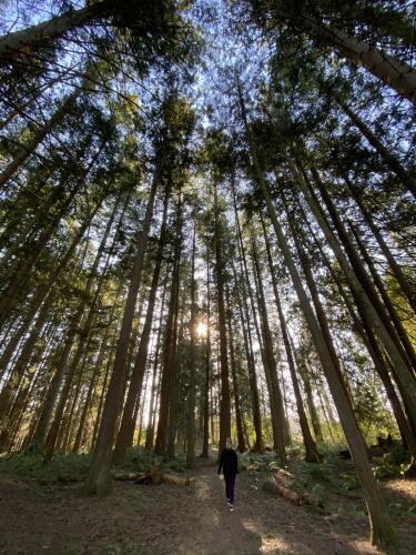 Redwood Park Trail