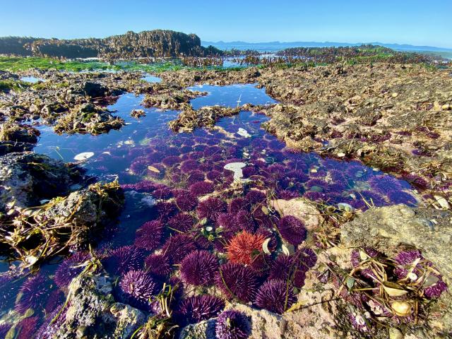 Juan De Fuca Trail