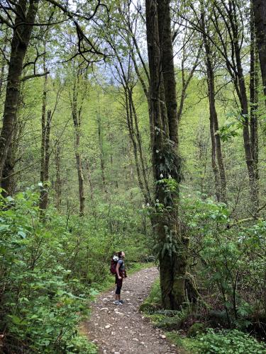 Burnaby Mountain Trail