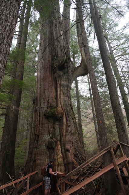 Big Cedar And Kennedy Falls