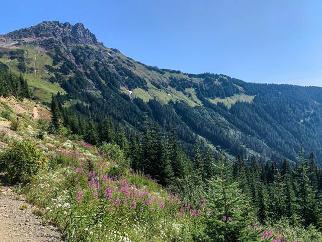 Mount Cheam Trail