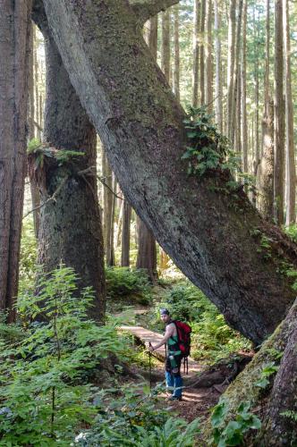 Juan De Fuca Trail