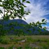 The Squamish Estuary Trail