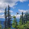 Alpine Loop Trail