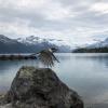 Garibaldi Lake