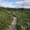 Three Brothers Mountain via Heather Trail