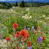 Heather Trail