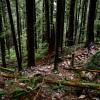 Grouse Grind