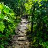 Drummond's Walk