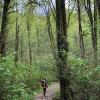 Burnaby mountain trail