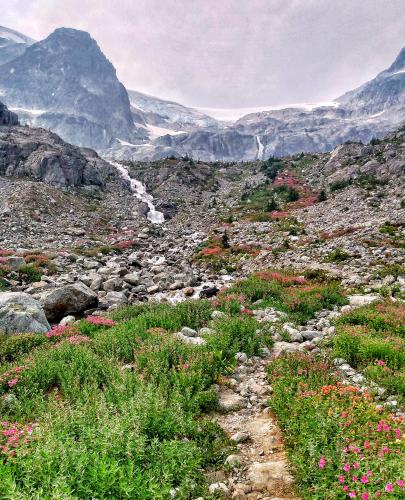 Iceberg Lake Meadows