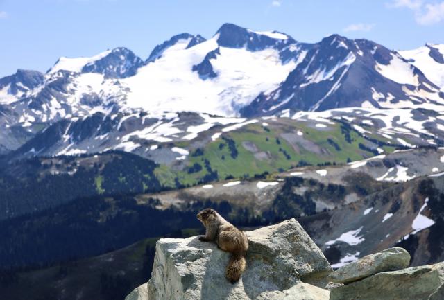 Whistler Mountain