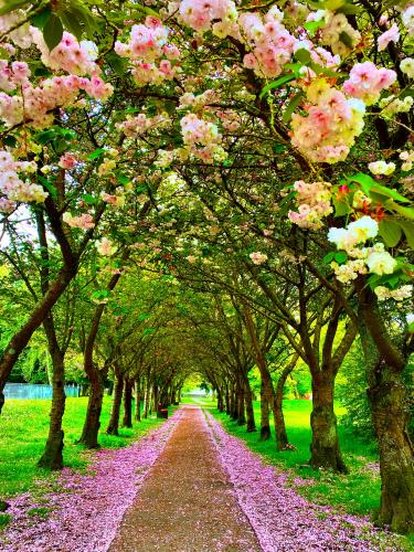 Steveston Park Trail