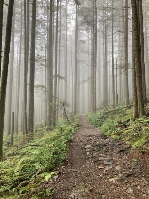 Lynn Headwaters Trail