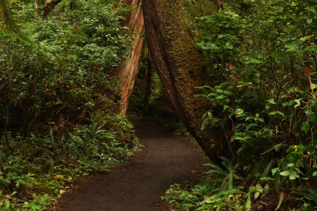 Cape Scott Trail