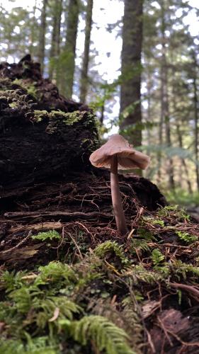 Headwaters Trail