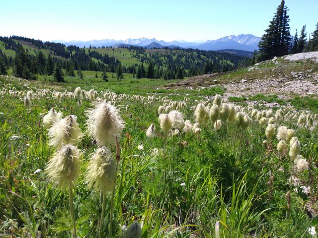 Three Brothers (Heather Trail)