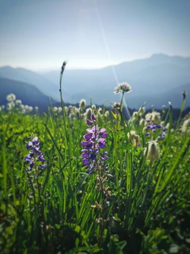 Skyline Trail II