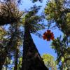 Sunshine Coast Trail