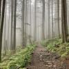 Lynn Headwaters Trail