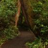 Cape Scott Trail