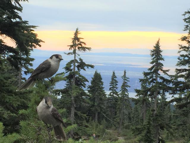 Hollyburn Mountain