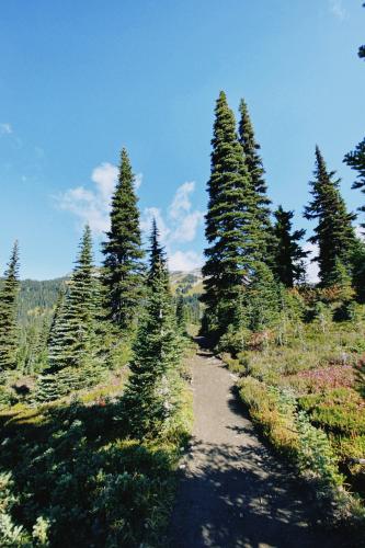 Panorama Ridge Trail